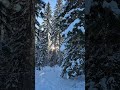 Winter Sun Through the Forest
