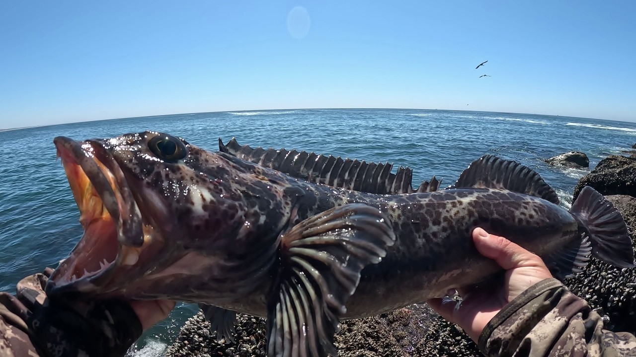 Множество линкодов и мой первый лосось в этом году