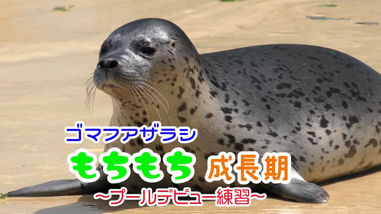Vol5 ゴマフアザラシ　もちもち成長期　～プールデビュー練習～　Lv１５