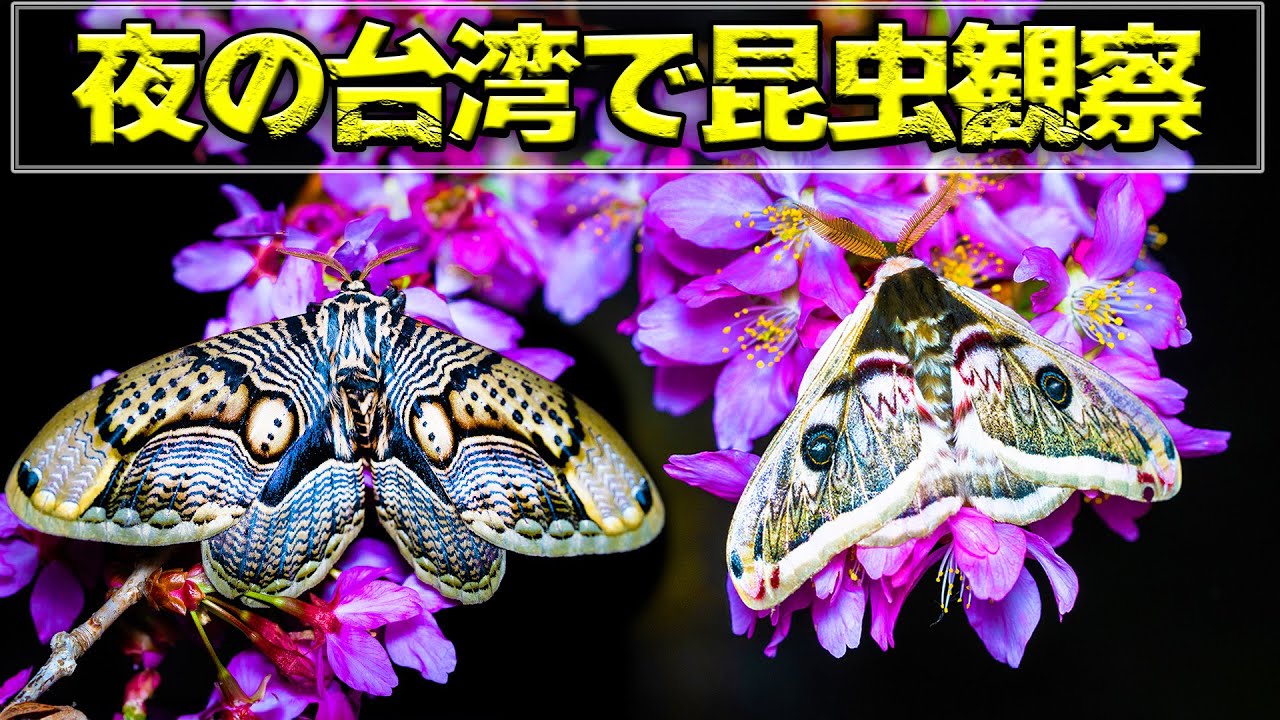 Observing insects at night in Taiwan was so much fun! - YouTube