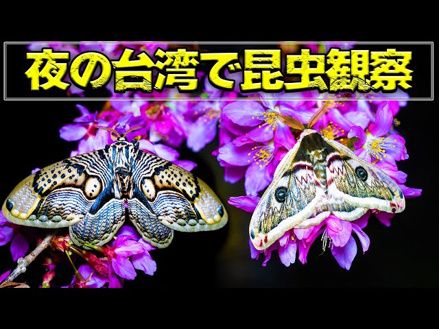Observing insects at night in Taiwan was so much fun! - YouTube