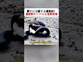 静かに決着する捕食劇! 自然界のリアルな生存競争 #キングスネーク #マムシ #ヘビ #自然の戦い #野生動物