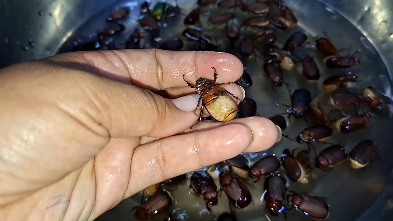 ไปเอาแตงโมดันไปเจอจีนูนหม่นใหญ่ไข่เต็มท้องหมานๆจ้า