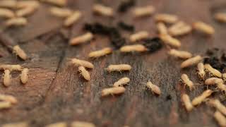 Termites - Northwest Exterminating
