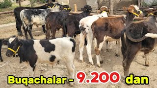 Bundan Arzoni yo'q ! ● Yosh va Sifatli buqachalar arzon narxda ● 1.10.2025 ● BULL MARKET