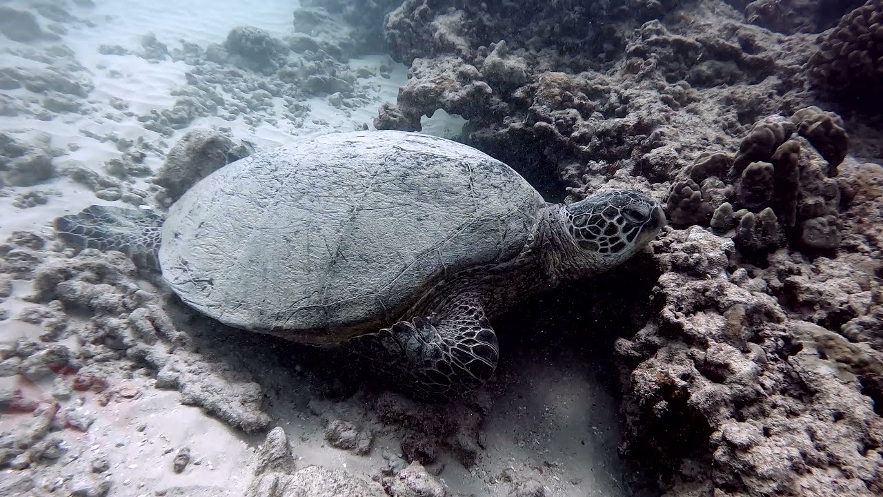 Can you scuba dive in Hawaii without certification? Vlog 608 YouTube