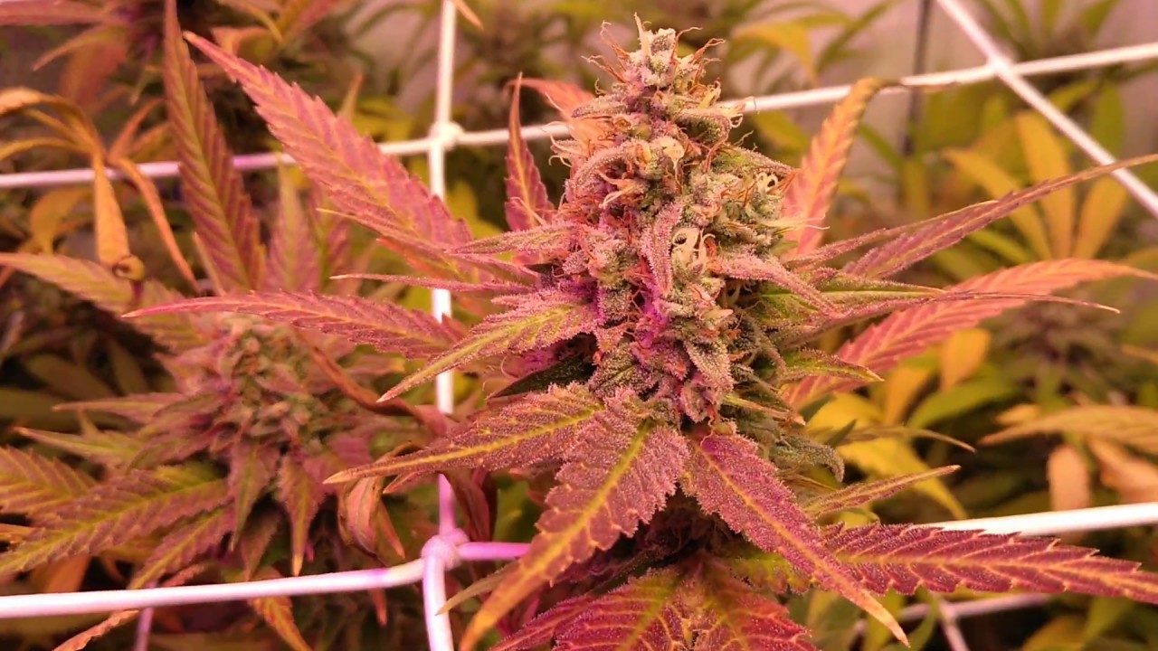 Day 56 in flower tent