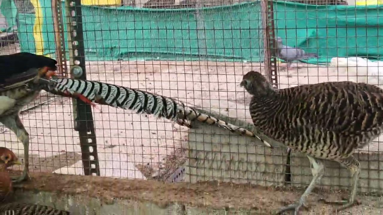 Lady amhersts pheasant breeding pair 