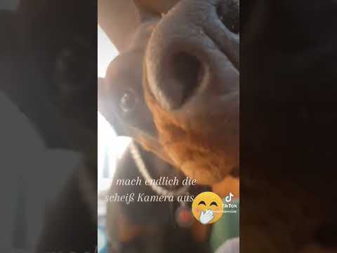 #dobermanncloe #music #liebe