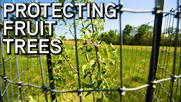 Protecting Fruit Trees For Wildlife