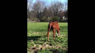 Horse with stringhalt finally runs