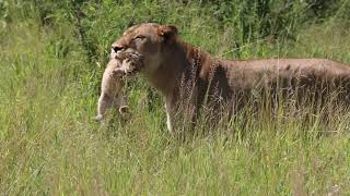 Mbiri Lioness Carries Out Her New Cub! | The Orpen Male's Legacy Continues