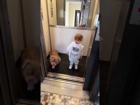 Video Shiva e suo figlio #trapitaliana #shiva #figlio #funny