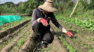 日本五色蘿蔔生長30天～美農蘿蔔疏苗與怎麼樣追肥 