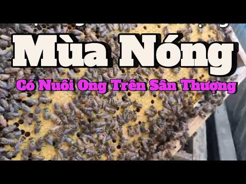 Nuôi ong trên sân thượng có nóng quá không? | Cách chống nóng cho đàn ong mùa hè