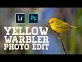Bird Photography Photo Editing: Yellow Warbler