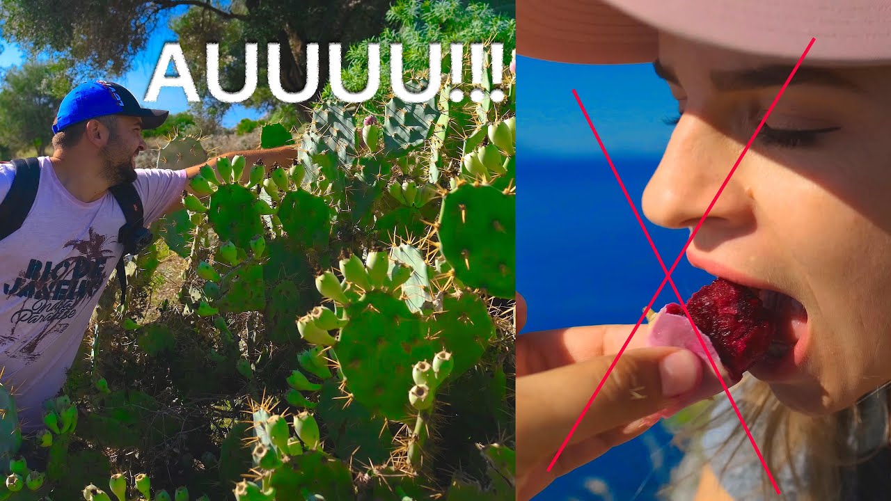 Cum sa (NU!!!) mananci fructele de CACTUS