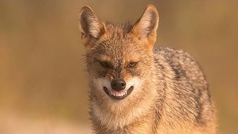 Semi-Pros  | re-volt.io