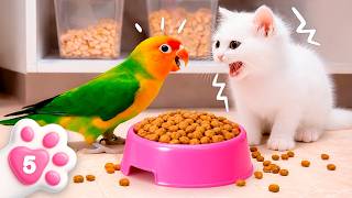 Papağanımız Biraz Acıktı Kefir Onunla Yemek Arıyor Çocuklar Için.