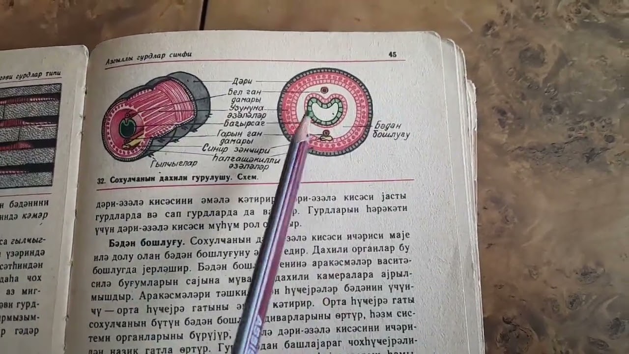 Həqəvi qurdlar (Mövzu izahi)