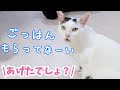 ついに！ママと会話が出来るようになったお喋り猫チロくん