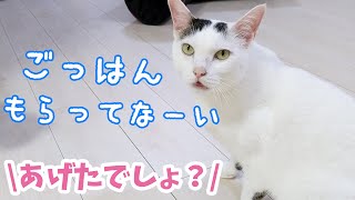 ついに！ママと会話が出来るようになったお喋り猫チロくん