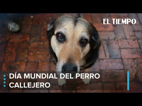 El amor más fiel no se compra, se adopta | EL TIEMPO hqdefault
