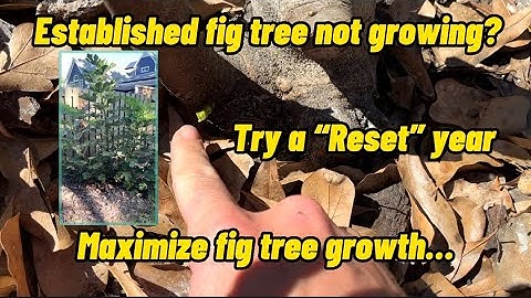 Fig tree hasn’t grown well? Try this for more growth this year!