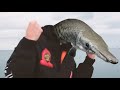 ビ❍チラザニア・改