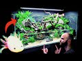💚 Huge Natural 4ft Aqua Terrarium / Paludarium / Planted Tank: Rehoming Pancho My Axolotl (How To)