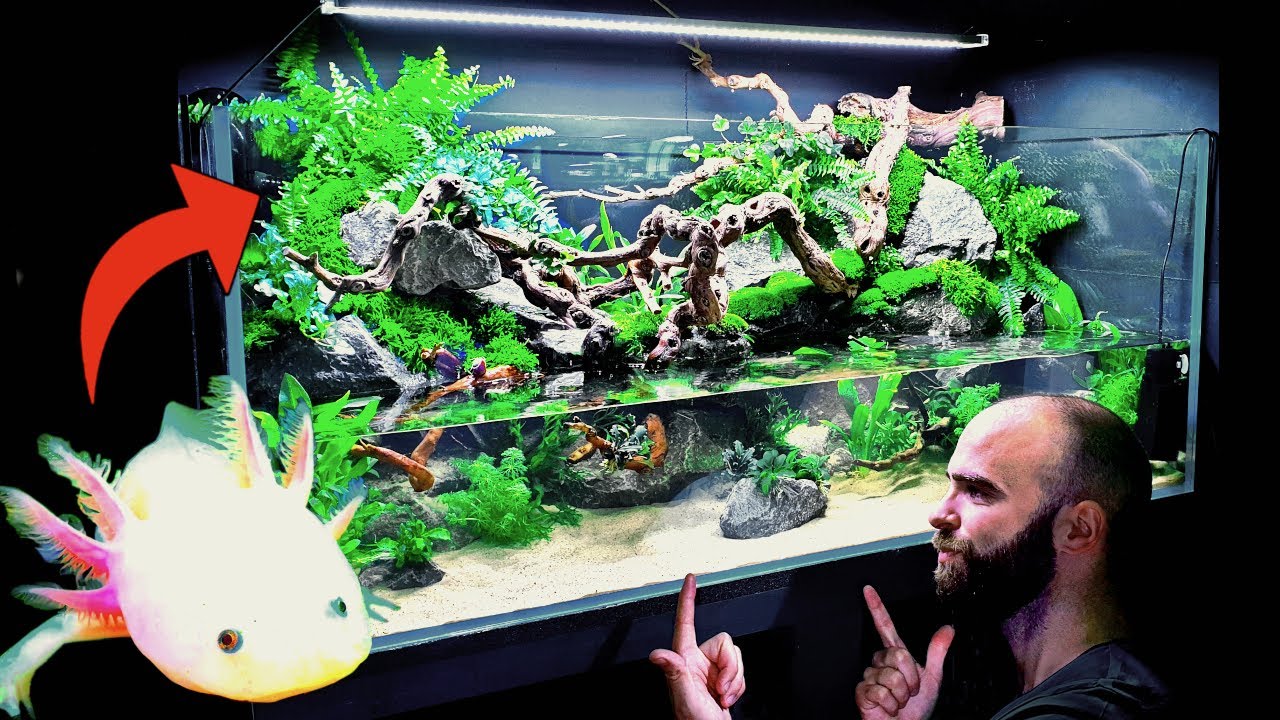 Download 💚 Huge Natural 4ft Aqua Terrarium / Paludarium / Planted Tank: Rehoming Pancho My Axolotl (How To)