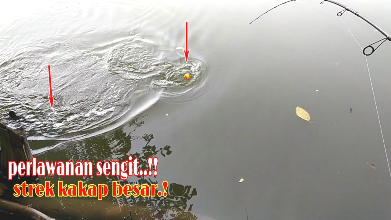 Perjuangan tidak sia2.!!! Perlawanan sengit..!! strek kakap besar..!!