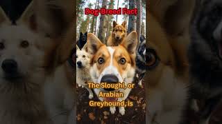 Speedy Sloughis #shorts #dogfacts #subscribe