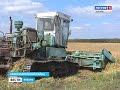 На Кубани в разгаре уборка «белого золота»