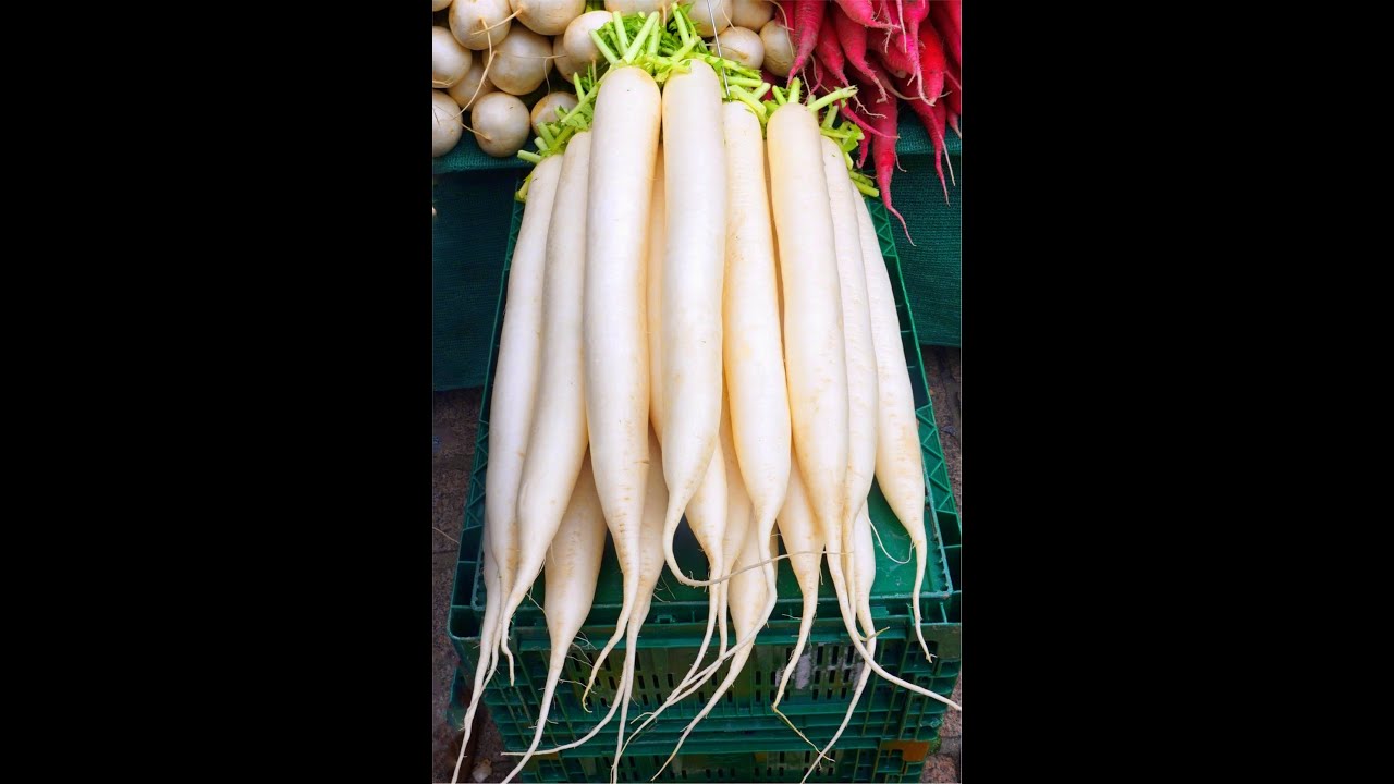 Radish Mullangi Muli in 45 days YouTube
