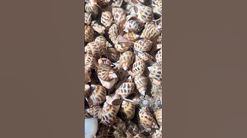 Không phải ốc hương biển, đây mới là tương lai của ẩm thực #khoinghiep #seafood #bophoveque #monngon