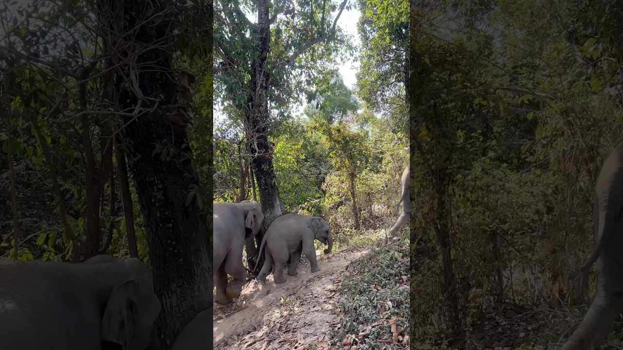 Давайте отправимся в поход с семьей слонят в джунгли! Красиво и мило! 