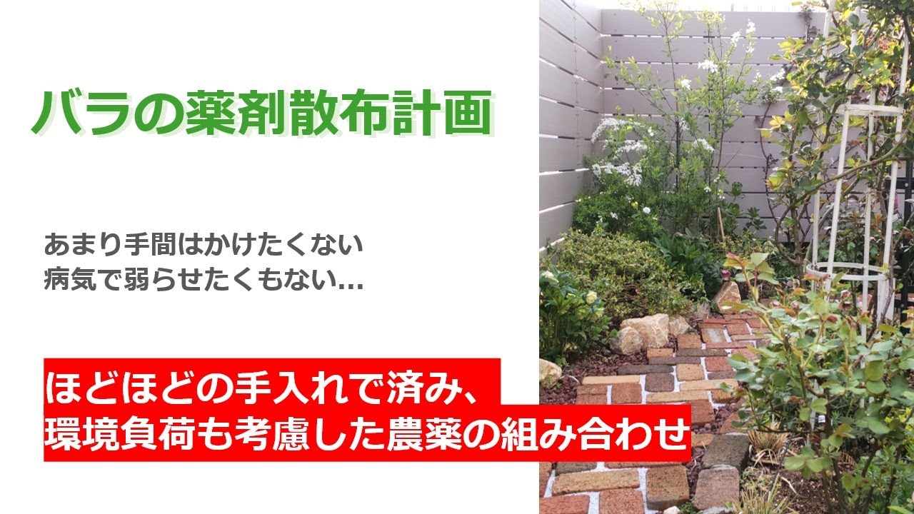 バラ栽培に おすすめの薬剤散布用ハンドスプレー剤 Youtube バラ栽培に おすすめの薬剤散布用ハンドスプレー剤 Youtube