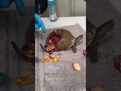 لازم تبعد اي شي يتسبب في كسر الصدفه عند السلحفاة اكسبلور حيوانات  