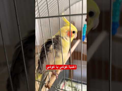 تغريد طائر الكوكتيل اغنية كوكي يا كوكي طائر الكوكتيل الكروان طائر الكروان