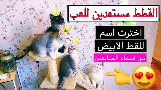 شوفوا عائلة القطط كامله  وحماس القطط الصغيره مع الالعاب الجديده   / Mohamed Vlog