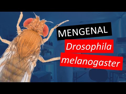 Video: Drosophila Melanogaster Sebagai Model Organisme Untuk Penyakit Alzheimer