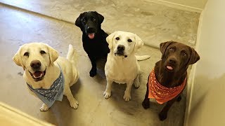 Labradors Learn to Use Doggy Door!