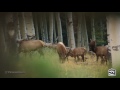 Easton Hunting - DIY Archery Elk Hunt - Pre-Season Trailer