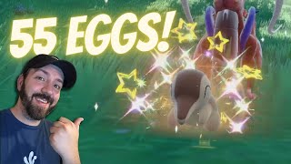 Cyndaquil Shines in 55 Eggs! Live Reaction! // Pokémon Scarlet & Violet