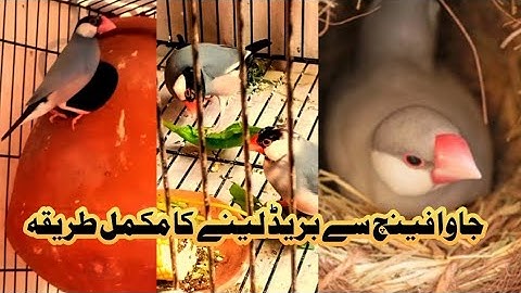 how to breed java finch/all information/ java sa breed lana ka mukamal tareeka