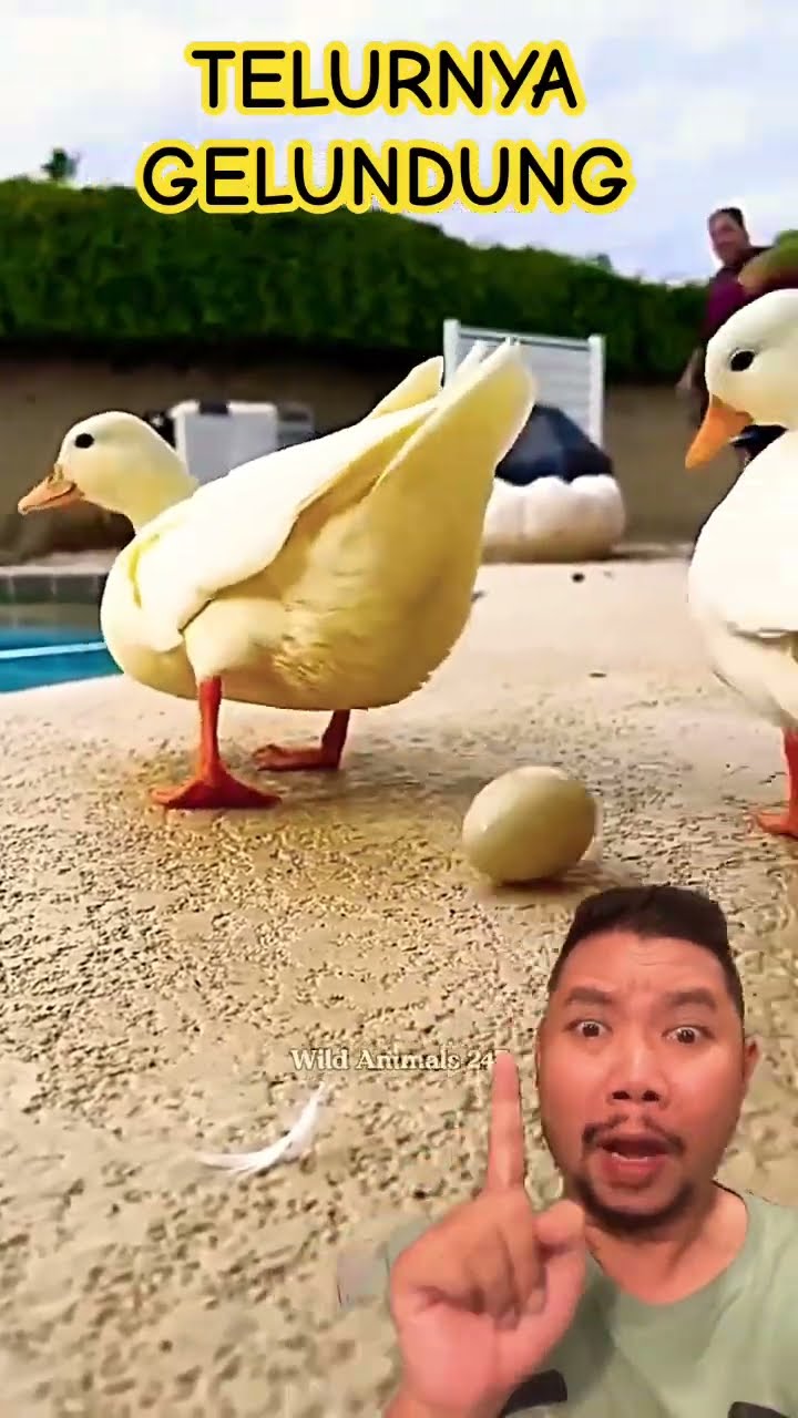 NUMPANG BERTELUR YA!!!?? #duck #egg #animals #babyduck #shortsfeed