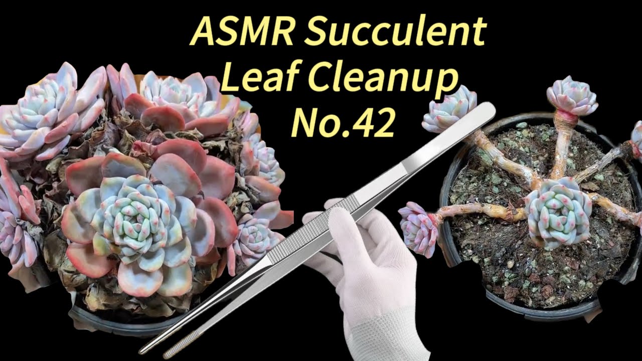 Succulent Care | Leaf Cleanup No.42 | Relaxing