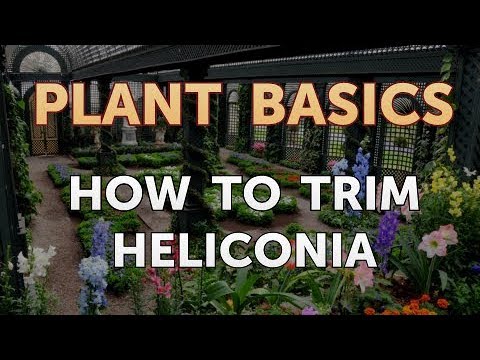 Video: Heliconia Pruning Guide