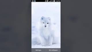 arctic fox wallpaper screenshot 3